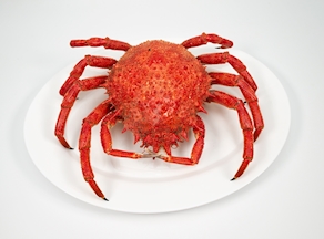 Centollo/a del Atlántico Noreste (unidad 0,9 - 1 kg aprox)