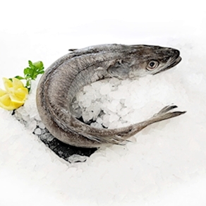 Pescadilla Gallega (1.3 kg a 1.5 kg)