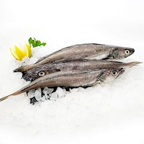 Pescadilla de pincho de Burela de 1.3 kg a 1.5 kg