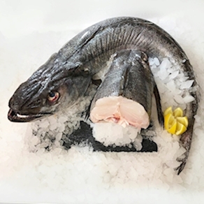 Merluza  de volanta Gallega (1.8kg aprox)