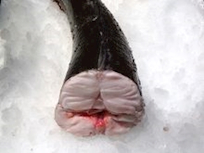 Merluza al corte del Cantabrico (250-300g)