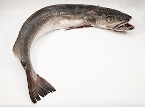 Pescadilla de pincho (1,5 Kg)